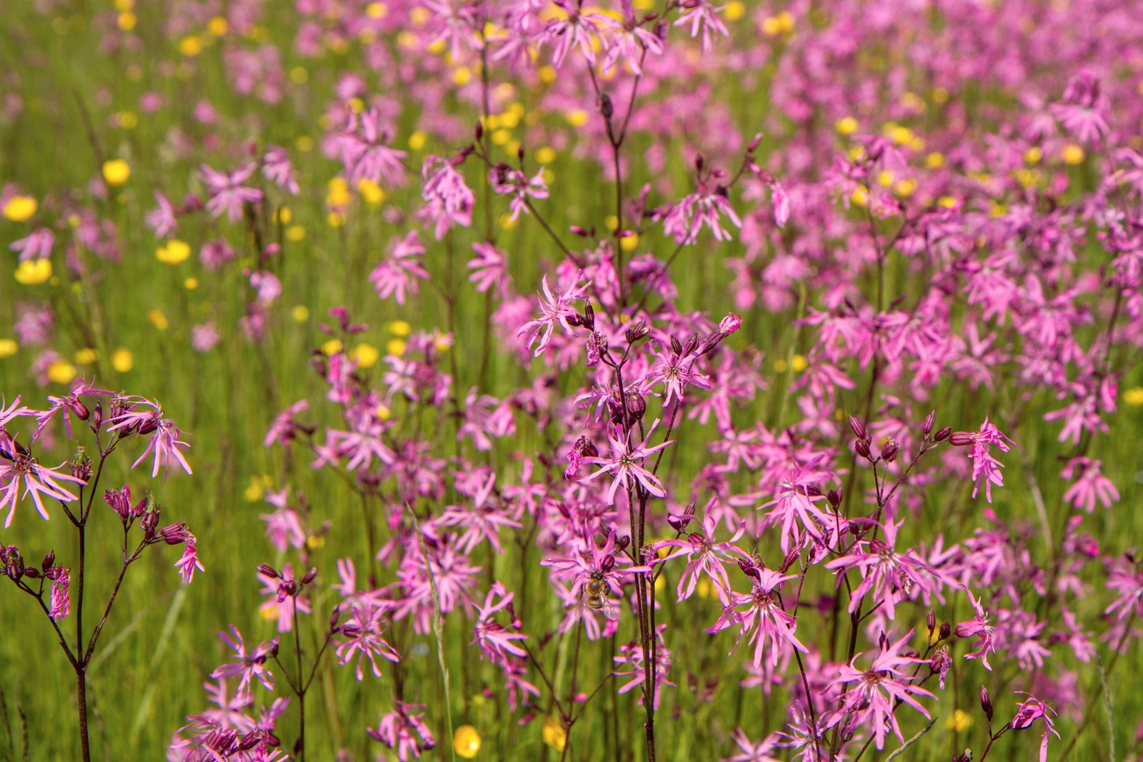 100 RAGGED ROBIN Pink Purplish Lychnis Flos Cuculi Pink Flower Seeds *Flat S/H