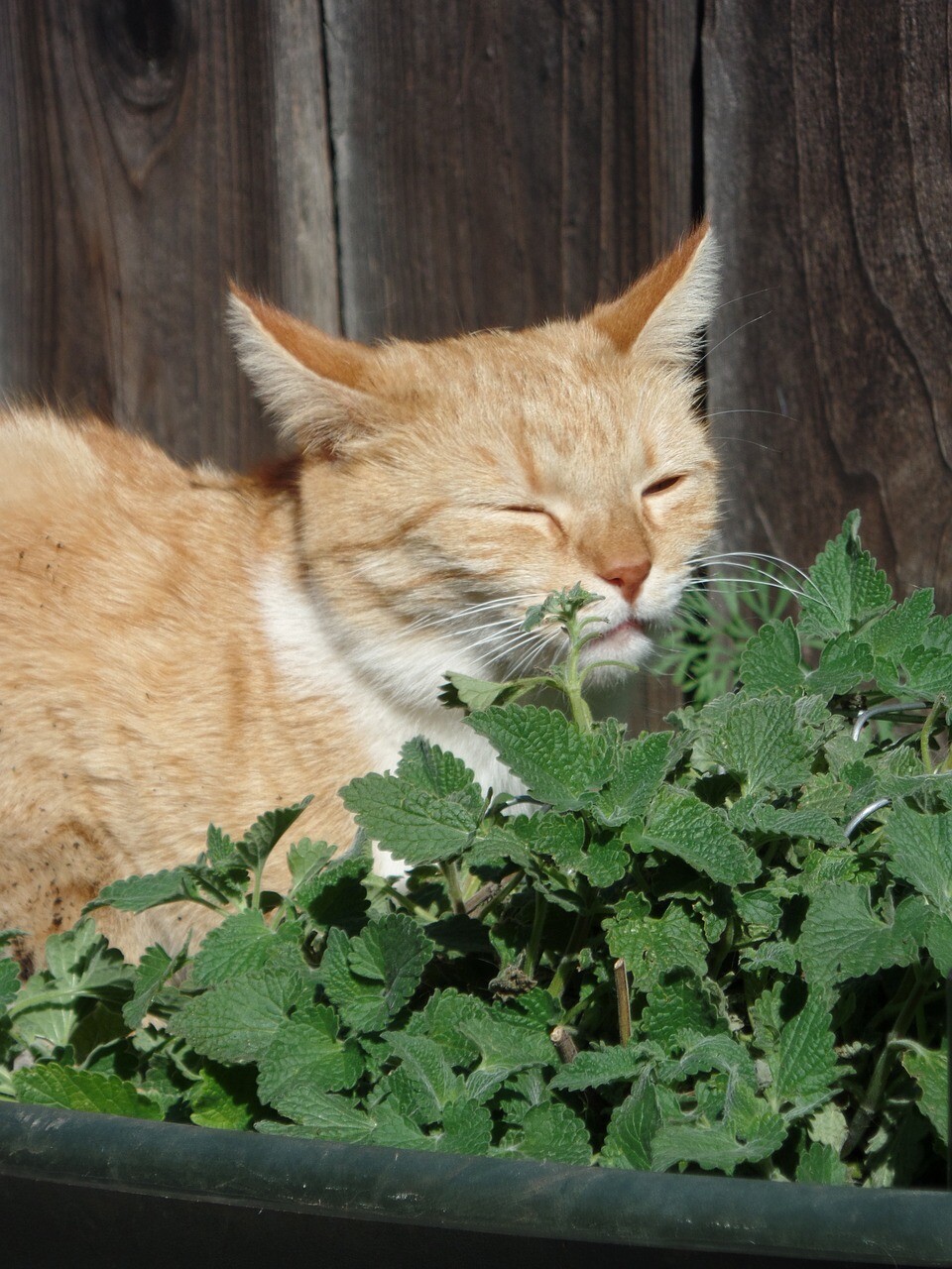 1000 Catmint Catnip Herb Seeds Catnip is a mint that cats like!