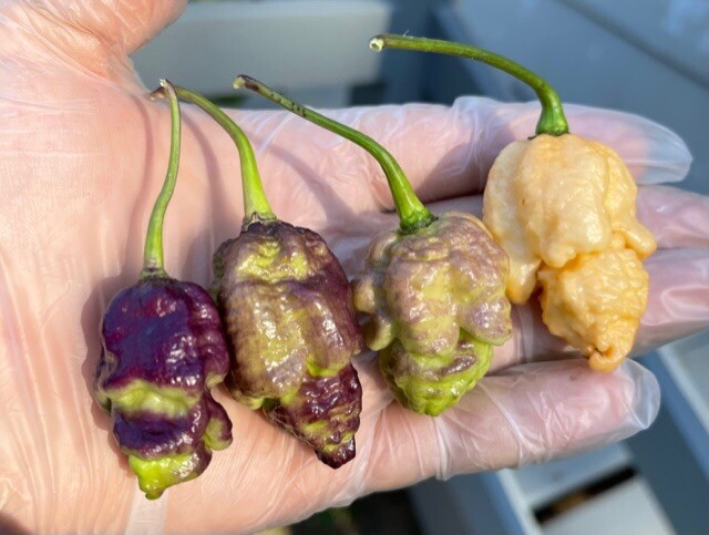 100+ Random SUPERHOT Pepper Seeds Individually Labeled Over 40 Different Kinds