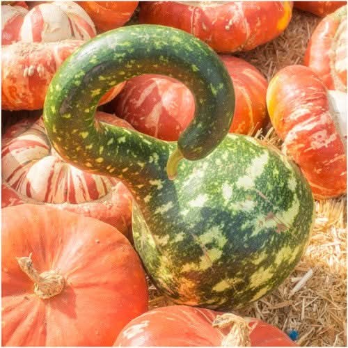 Speckled Swan Gourd Seeds For Planting (Lagenaria siceraria)