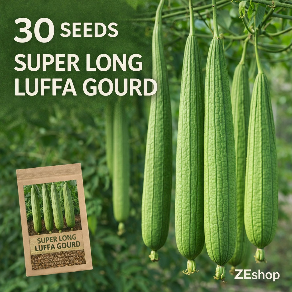 30 Super Long Luffa Gourd Seeds – Sponge Gourd Vine for Garden Planting