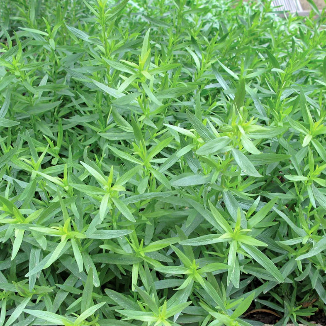 French Tarragon Plant – 3-6″ Tall – Aromatic Culinary Herb for Herb Gardens