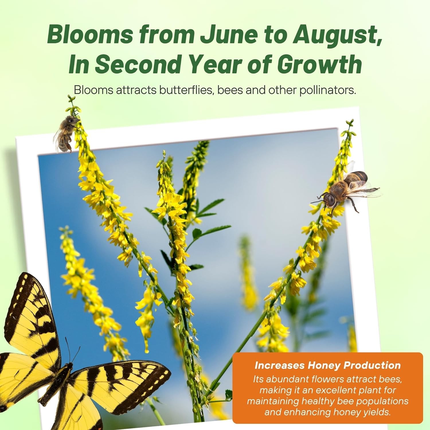 5 LBS – Inoculated Drought Tolerant Bulk Yellow Sweet Clover Seeds – Great
