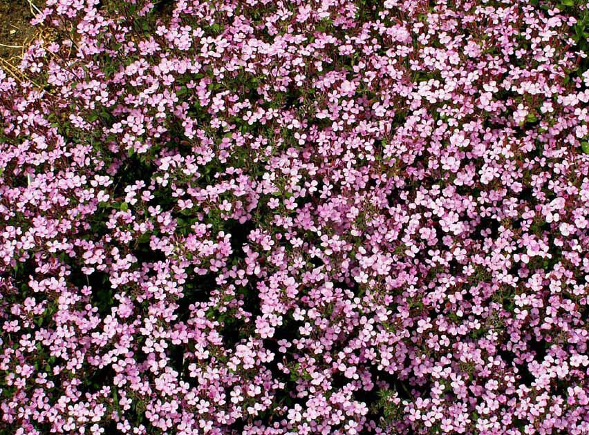 Groundcover ROCK SOAPWORT Groundcover Spreading Perennial Pink NonGMO 1000 Seeds