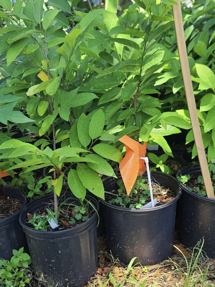sugar apple tree, Organic Médium Size In Pot
