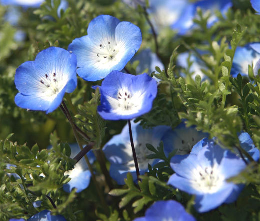 BABY BLUE EYES Nemophila Menziesii – 6,000 Bulk Seeds