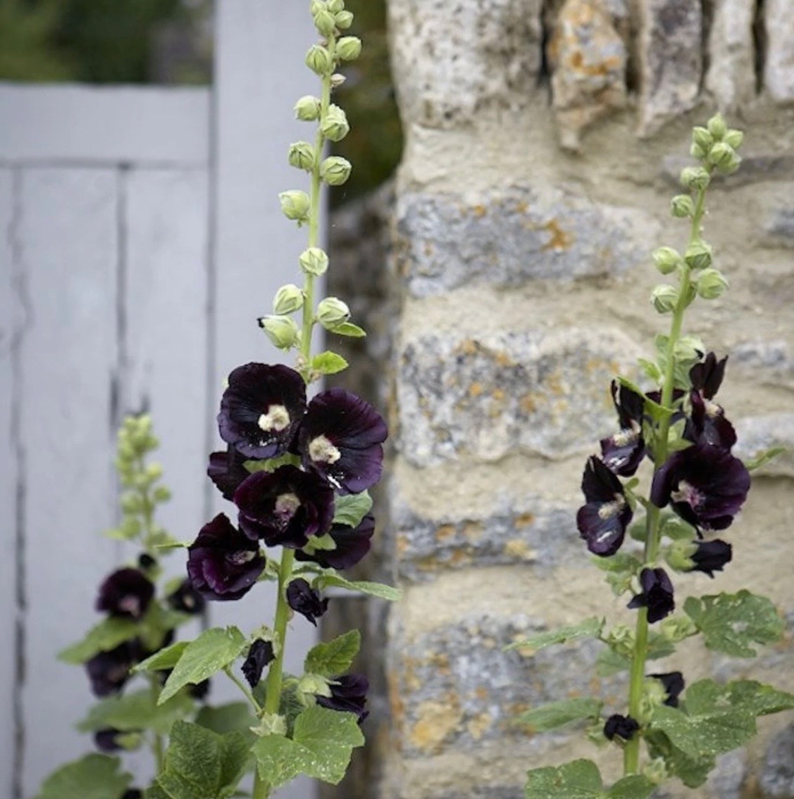 20 Hollyhock Nigra Fresh Premium Seeds, Large Black Blooms/Flowers, USA Seller
