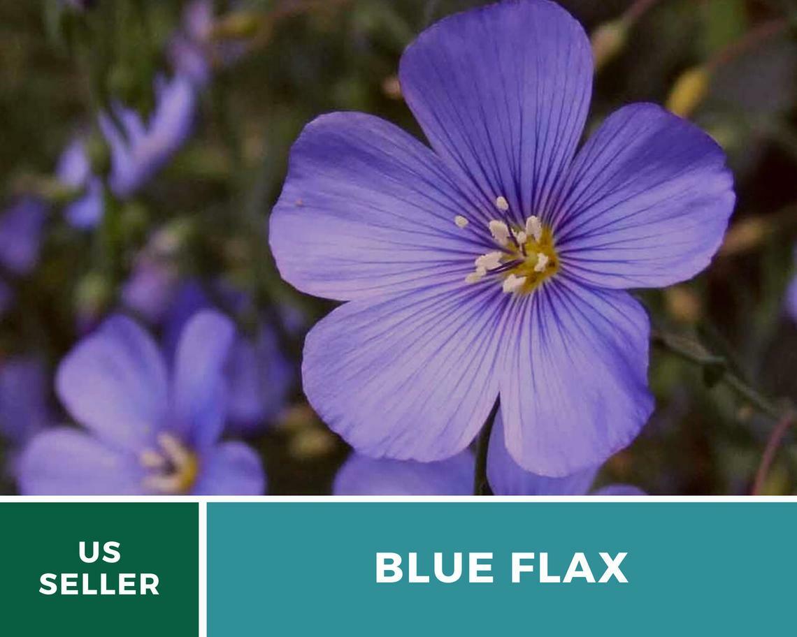 Flax, Blue – “Prairie Flax” – 100 Seeds – Stunning Flowers – Sow Spring or Fall