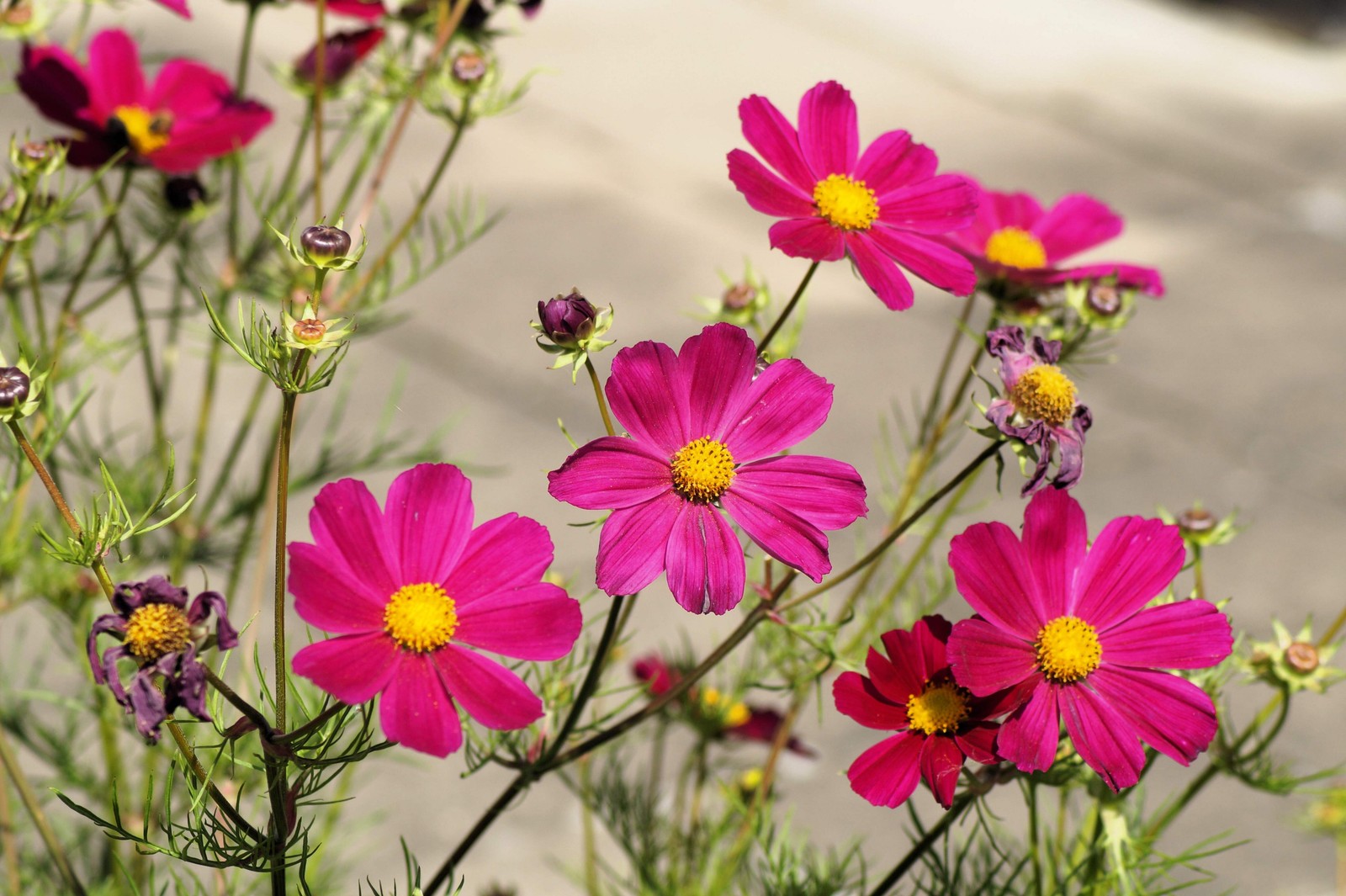 300 Wine Red TETRA VERSAILLES COSMOS Bipinnatus Hummingbird Flower Seeds