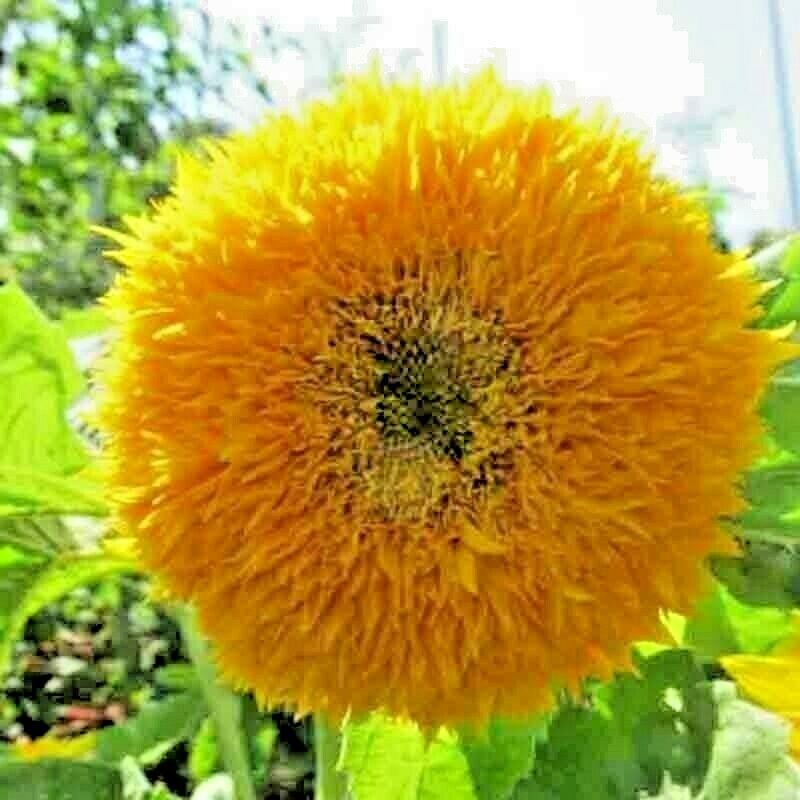 50+ DWARF TEDDY BEAR SUNFLOWER SEEDS SPRING MIX HEIRLOOM NON-GMO FLOWER BEES US
