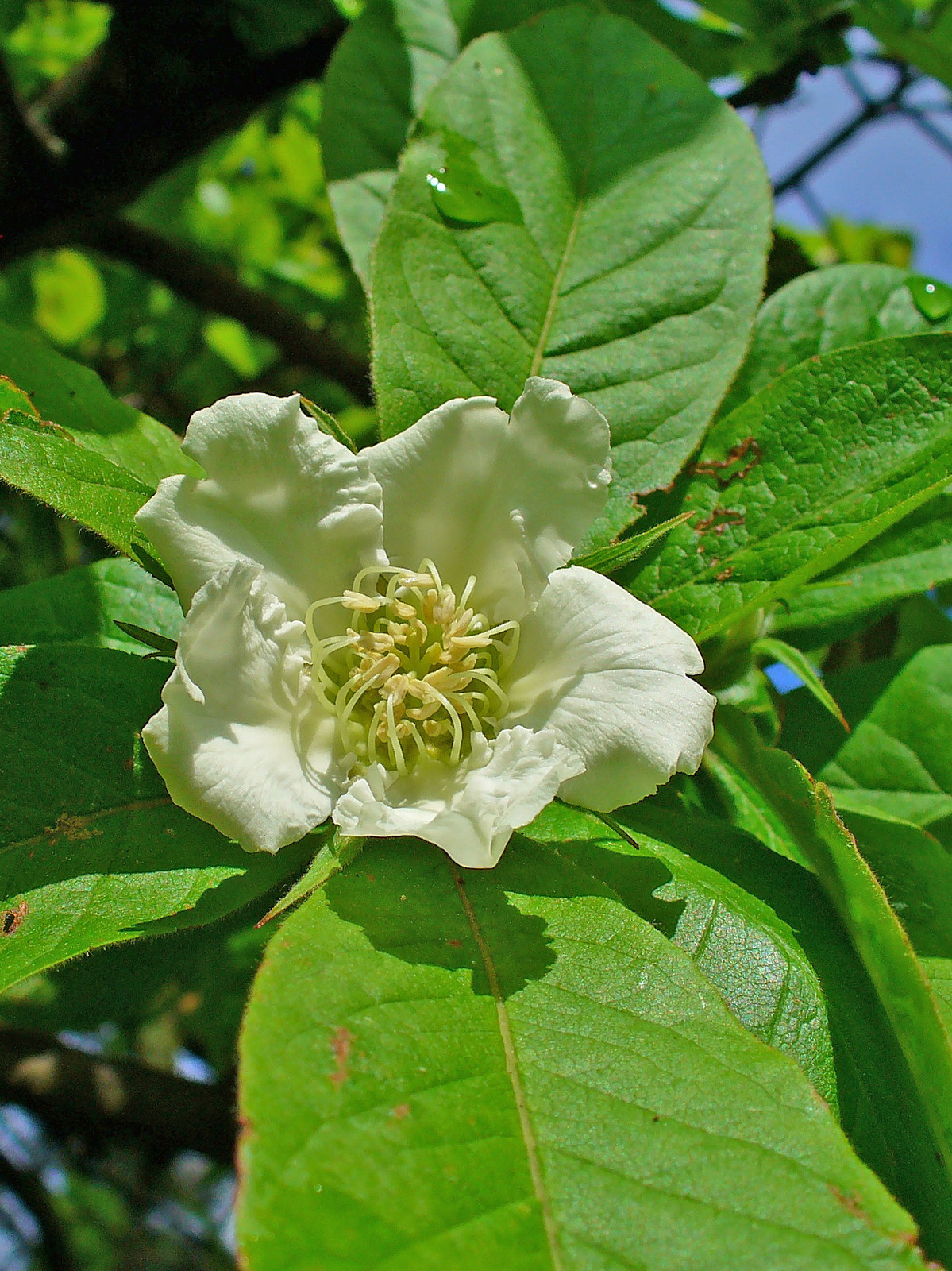 Showy Medlar, Mespilus germanica, Tree Seeds (Edible, Fall Color, Hardy)