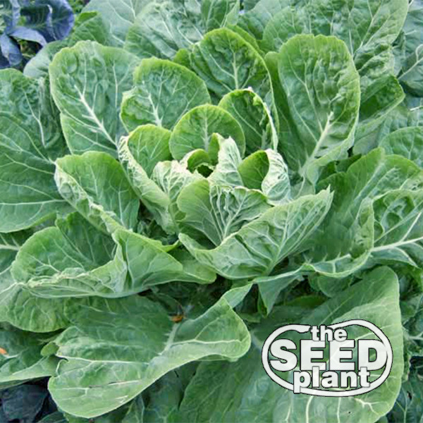 Morris Heading Collard Green Seeds – 250 SEEDS NON-GMO