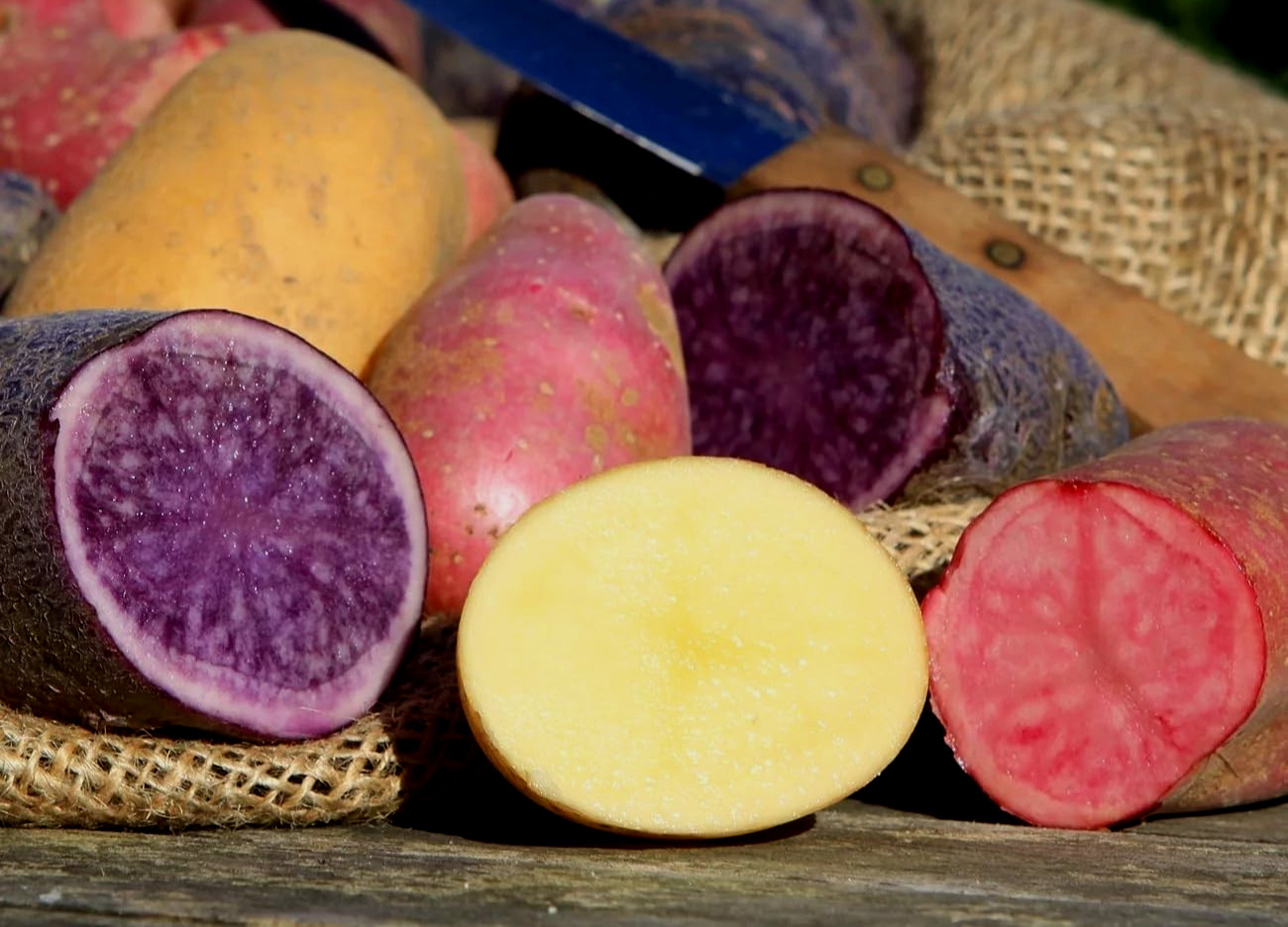 Potato Seed Tuber Mix 2 lb Purple Red Yellow Yukon Russet Organic Seeds Potatoes