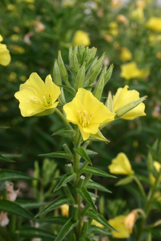 Evening Primrose Flower Seeds (Oenothera biennis) Free Shipping!