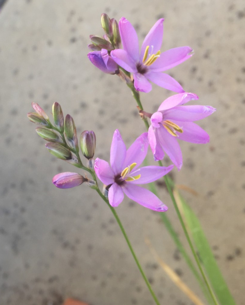 Bulbs C, CHOOSE 2: Ixia curta, longituba, maculata, etc., more