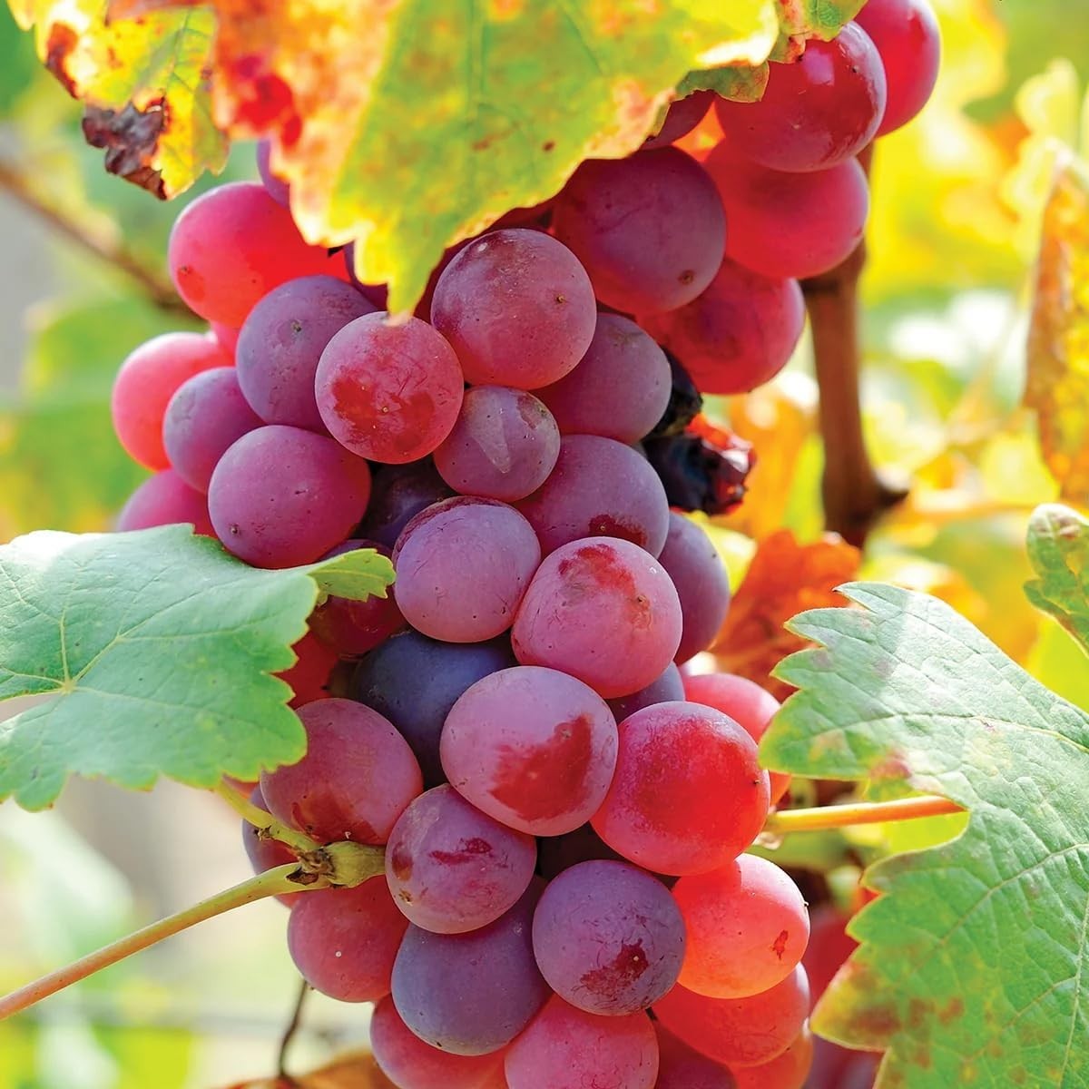 Grow 50+ Non-GMO Grape Seeds – Thrive in Sandy Soil with Full Sun Exposure