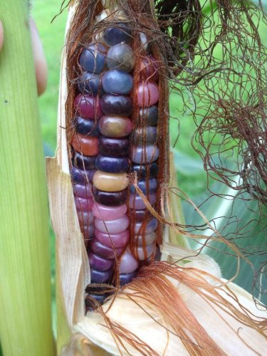 Glass Gem Indian Corn Heirloom Seed – The Most Beautiful Corn in the World! 10 S