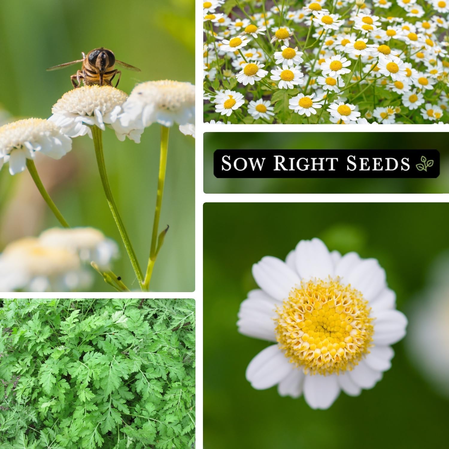 Feverfew Seeds for Planting – Non-GMO Heirloom Packet with Instructions to Pl…