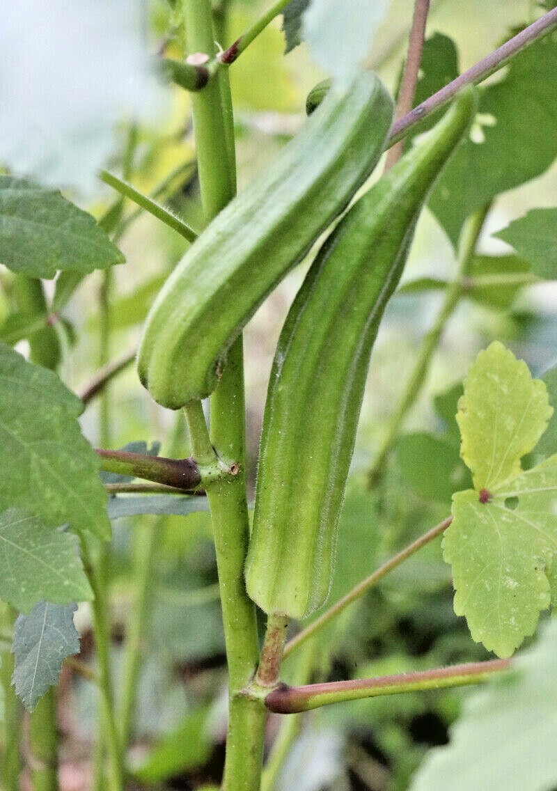 40+PERKINS DWARF OKRA Seeds Compact 4′ Plant Full Size 8″ Pods Garden Container