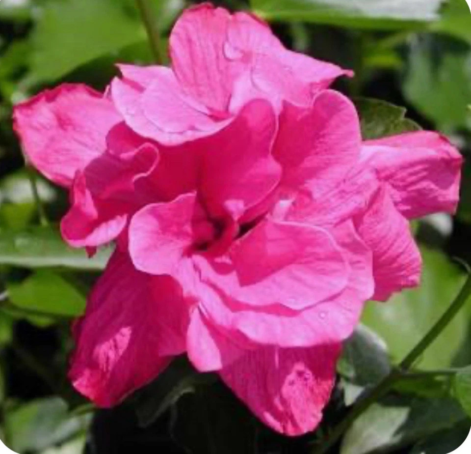 Kona Hibiscus-SMALL ROOTED STARTER Plant-Hibiscus Rosa-sinensis
