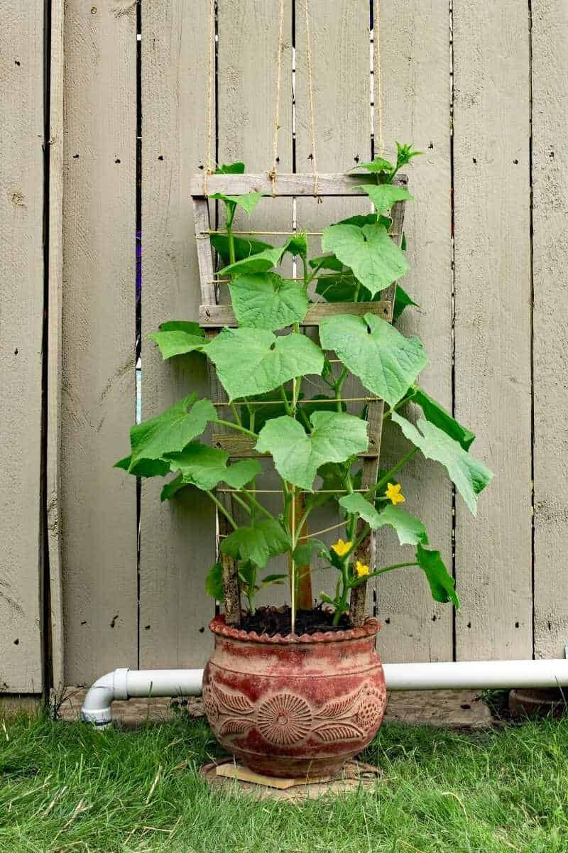 35 SPACEMASTER CUCUMBER SEEDS ~ heirloomseedguy ~ USA ~ 2026