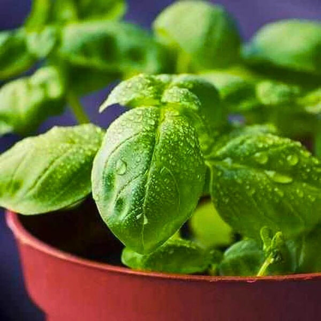 Fresh Italian Sweet Basil Seeds | Heirloom Non-GMO | Fresh Herb Seeds