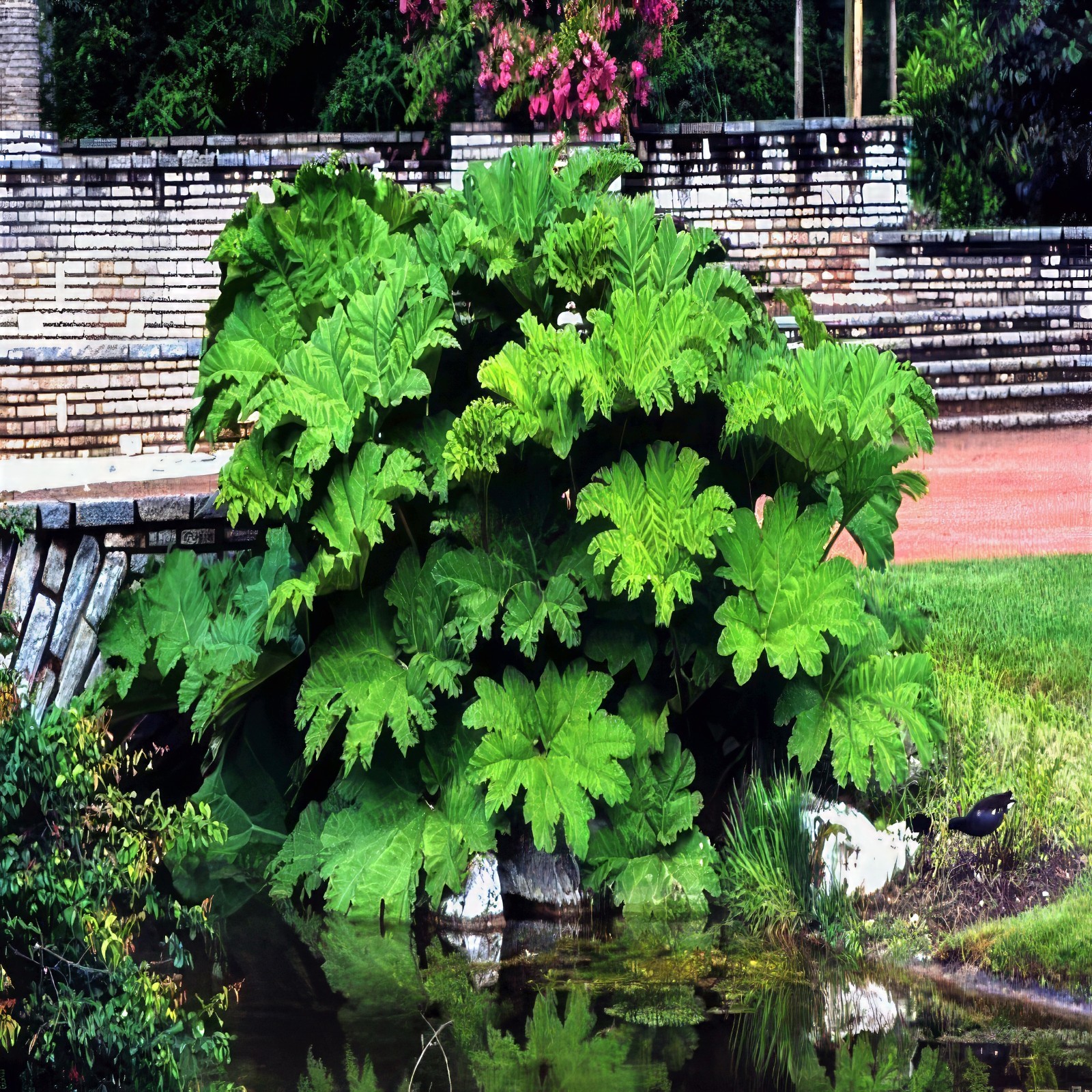 25 GUNNERA MANICATA SEEDS “Dinosaur Food” Giant Hardy Exotic Flower Plant RARE!