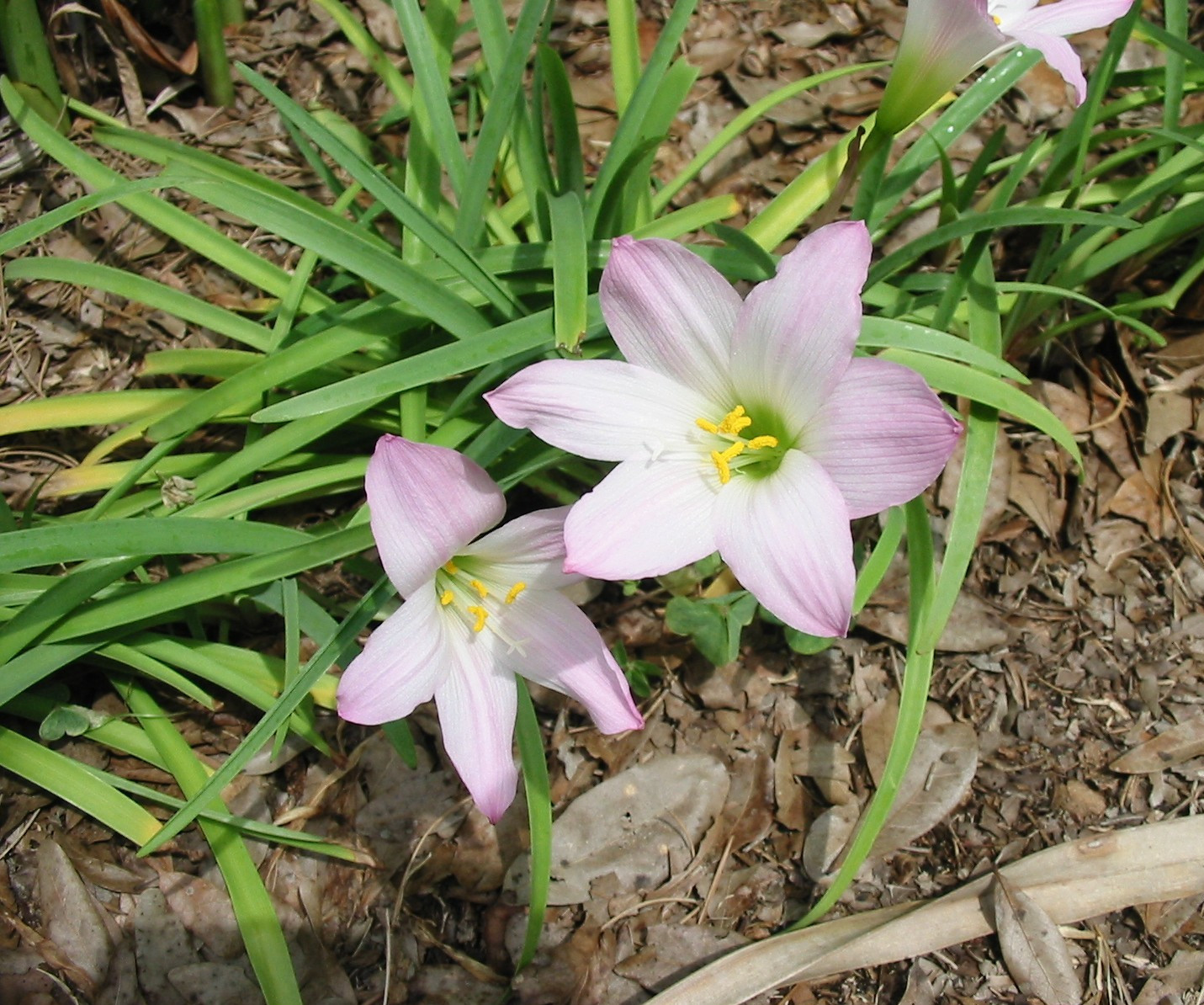 Rain Lilly Bulbs – White & Pink Flower – 10 Piece – Fresh LIVE With Roots