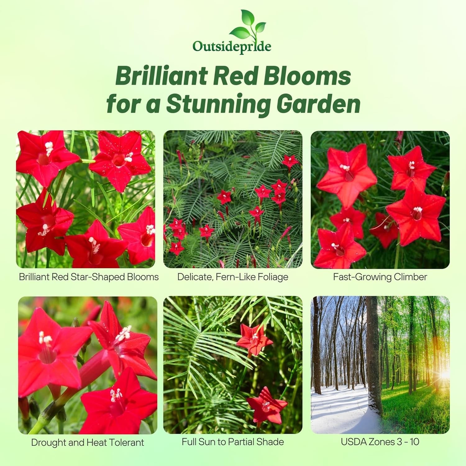 100 Seeds Cypress Vine Seeds – Ipomoea Pennata Red Flower Seed