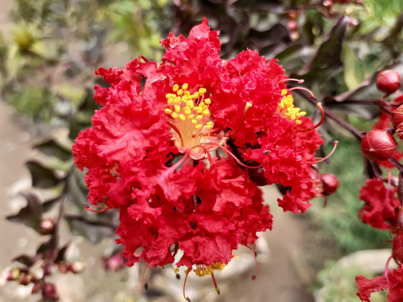 1000 Bulk CREPE MYRTLE Mixed Colors Lagerstroemia Indica Tree Shrub Flower Seeds