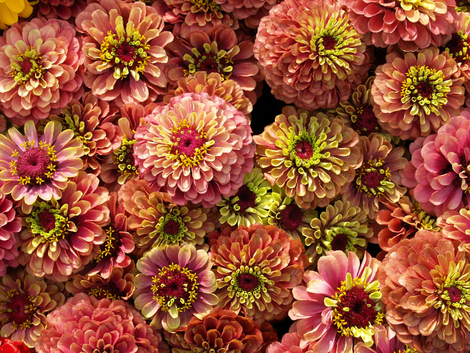 20 Organic QUEENY LIME MIX ZINNIA Elegans Mixed Colors Queen Flower Seeds