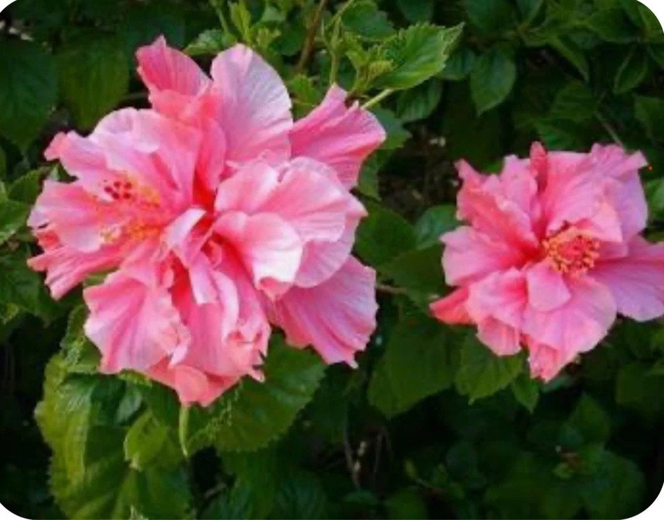 Kona Hibiscus-SMALL ROOTED STARTER Plant-Hibiscus Rosa-sinensis