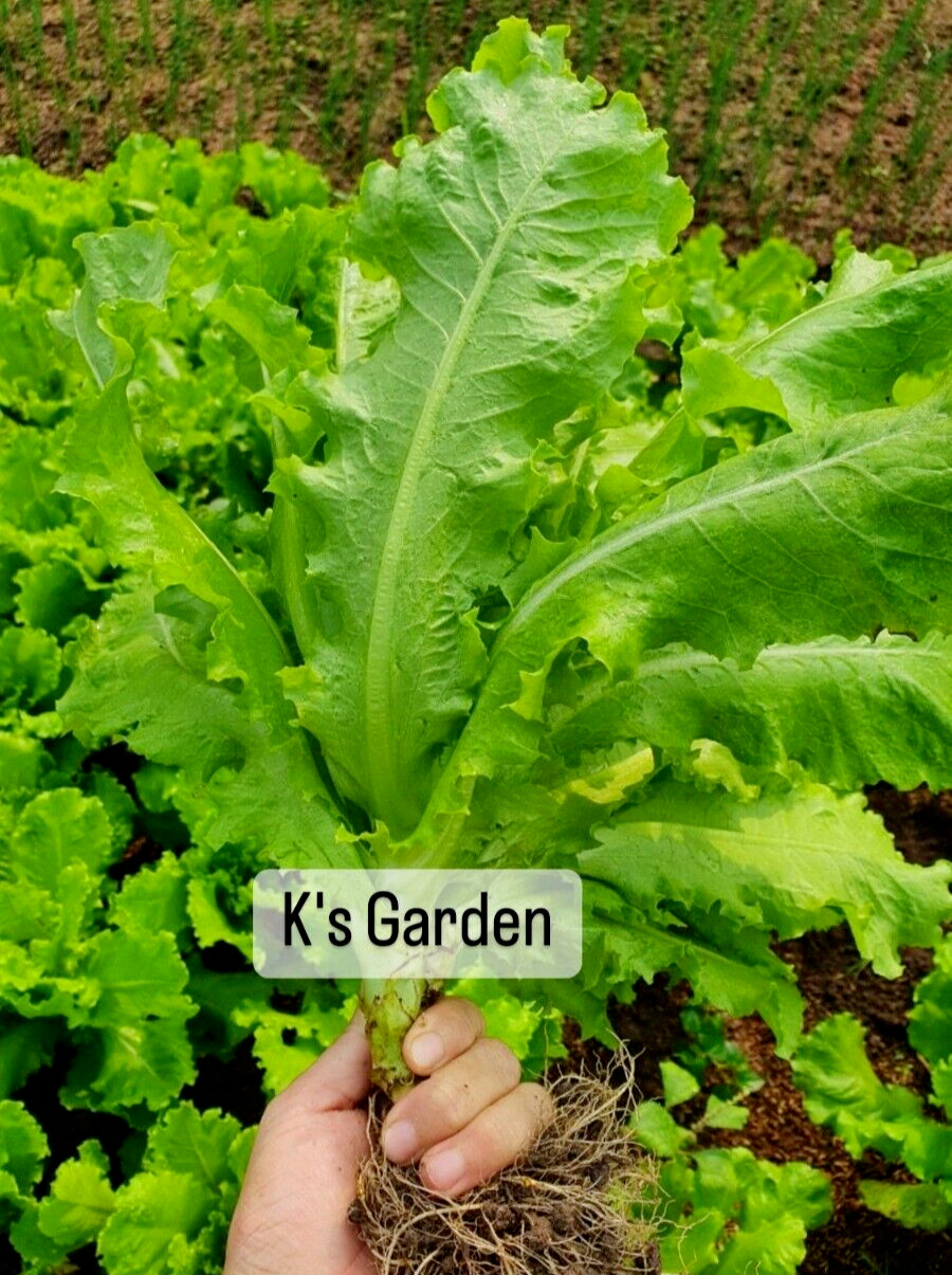 1000+PCS VIETNAMESE GREEN LETTUCE SEEDS, XÀ LÁCH XOĂN GIÒN |98% GERMINATION|