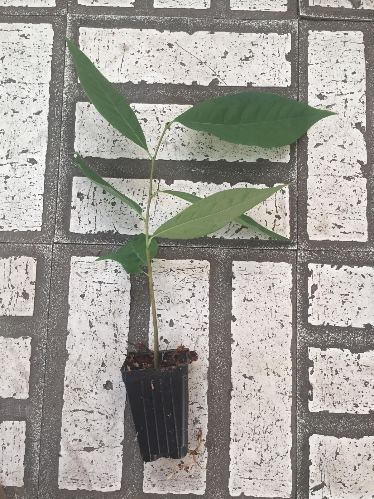 Cold stratified Pawpaw Seed(s)/seedling(s) Tree Asimina Triloba – ready to plant