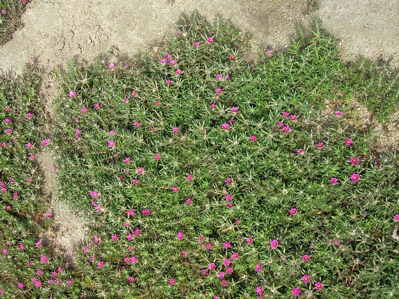 100+ Kiss Me Quick Seeds Chisme Portulaca pilosa Native Succulent Ground Cover