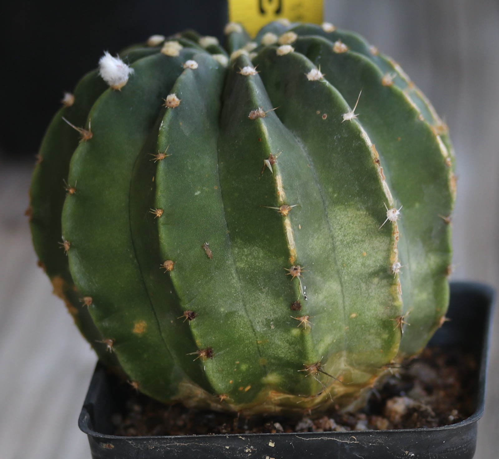 Echinopsis subdenudata