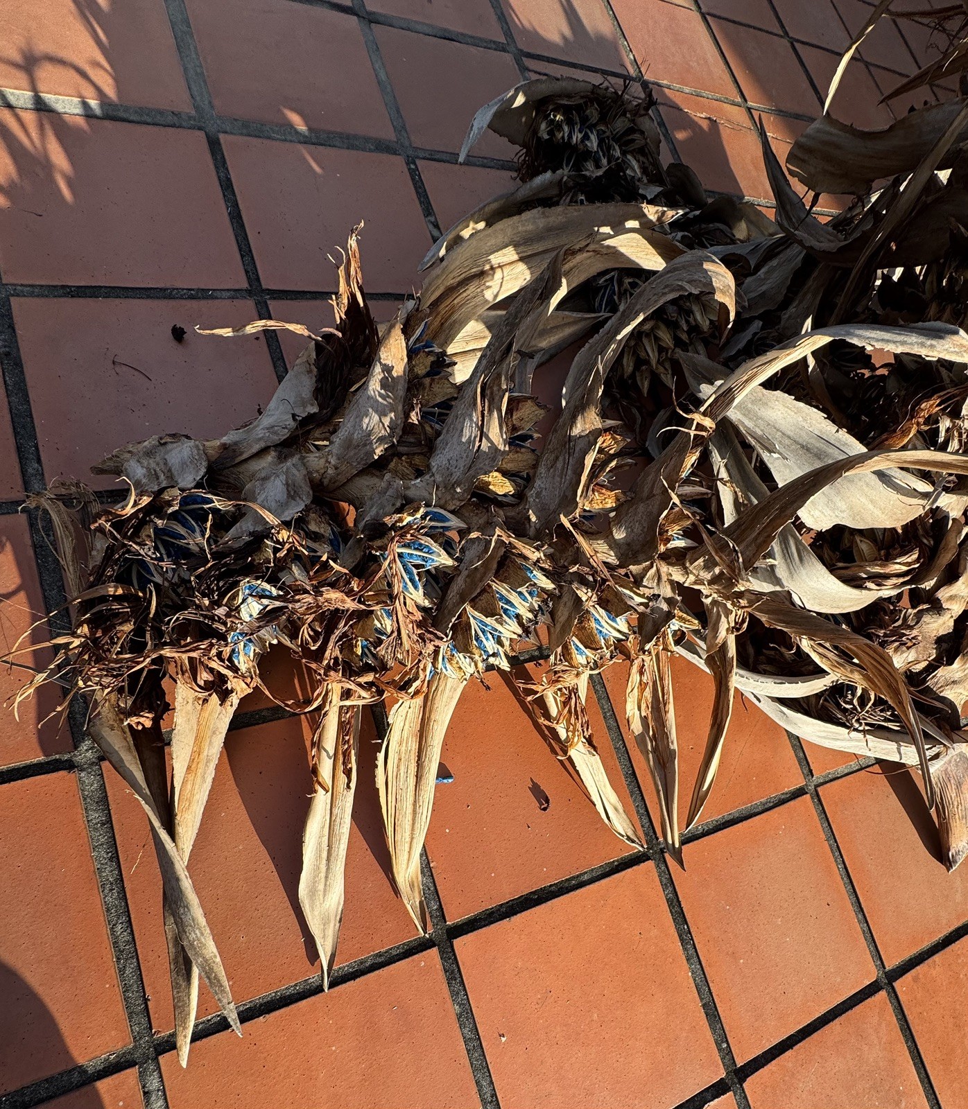 50 Fresh Traveler’s Palm Seeds