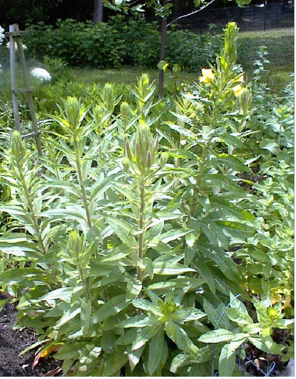 Yellow Nite Bloomer Oenothera Biennis Evening Primrose Wild Flower 200+Seeds USA