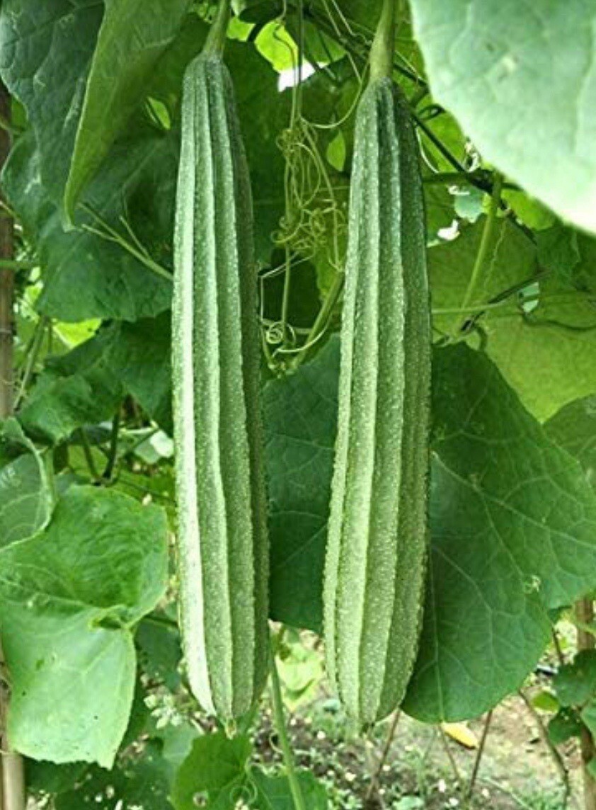 10+ Seeds Patola I Ridge gourd | Chinese Okra | Angled Luffa Gourd | Sigua