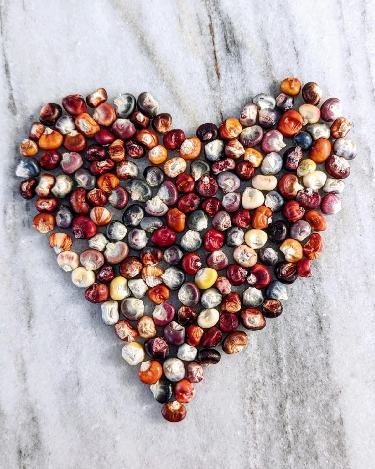 10+ Corn Seeds – RARE – Painted Mountain Flour Corn Seeds – Multicolor