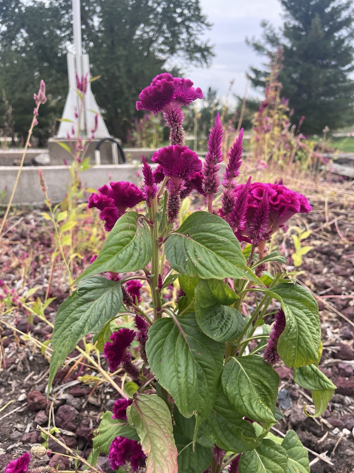 Celosia CRISTATA Mixed Cockscomb Dried Flowers Cut Flowers STUNNING!1000 Seeds!