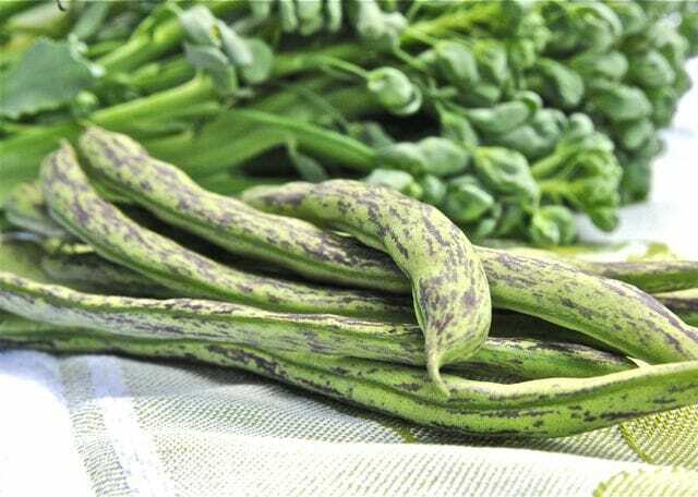 Rattlesnake Bean Seeds, Pole | Vining Purple Green Dragon Runner Beans Seed 2024