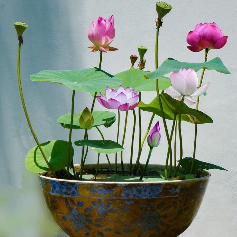 Transform Your Pond with 30PCS Non-GMO Bowl Lotus Seeds for Air Purification