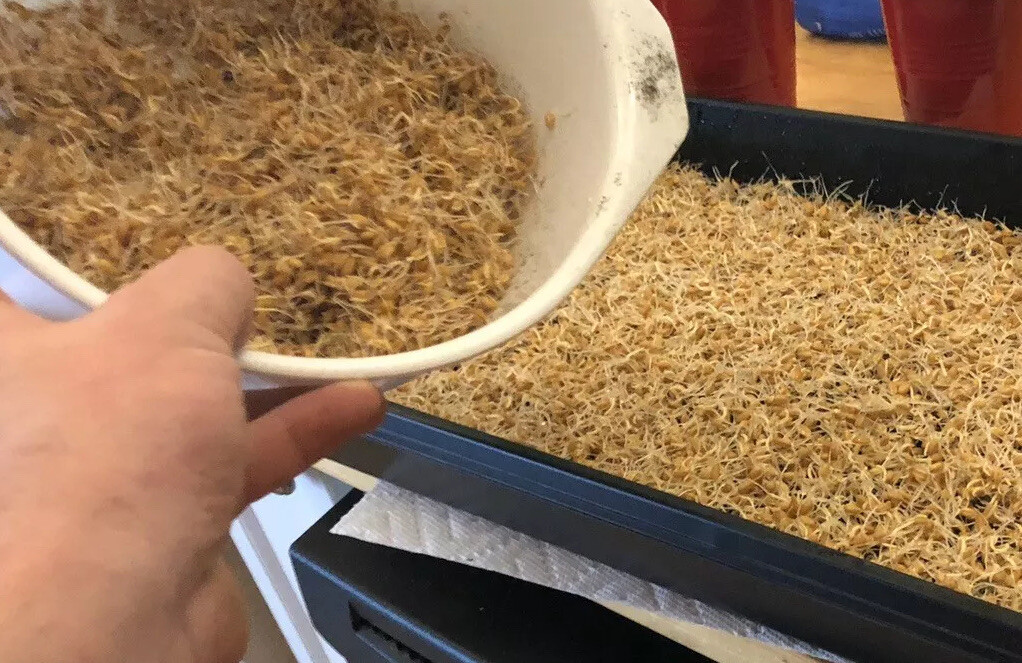 -2LBS-WHEATGRASS(SEED)HARD-RED-WINTER WHEAT NON-GMO VERY HIGH GERMINATION RATE!!