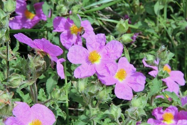 Cistus creticus | Rock Rose | Cretan Rockrose | Hoary Rock-Rose | 50 Seeds