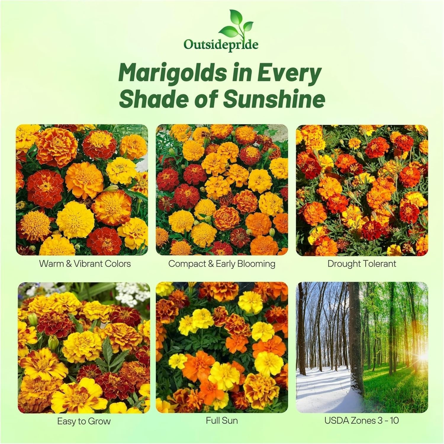 French Marigold Seeds Mix – 1000 Pcs Annual, Compact, Heat & Drought Tolerant…