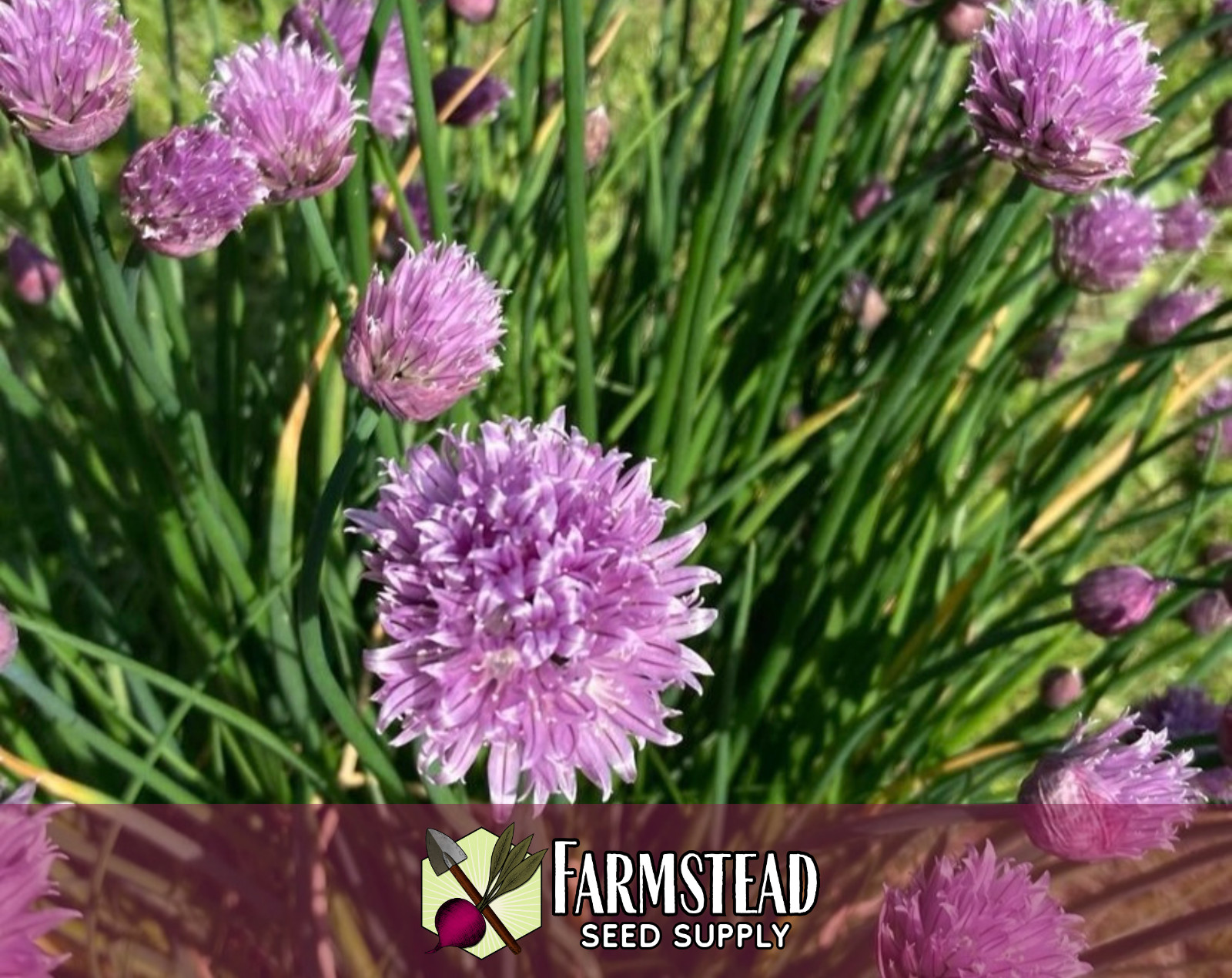 2,250+ Common Chive Seeds | Perennial Garden Herb, Allium schoenoprasum