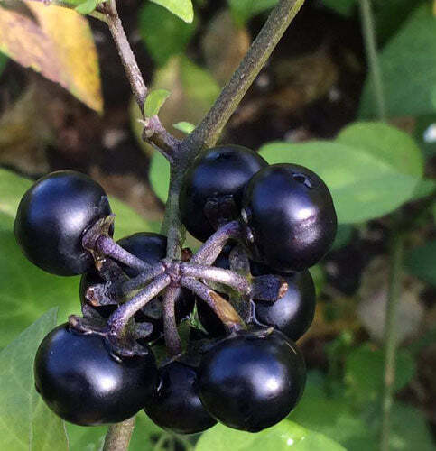 Solanum scabrum | Garden Huckleberry | 10 Seeds