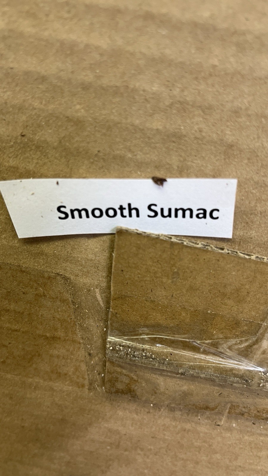 Smooth sumac (Rhus glabra) 1-2 year old plant, well rooted