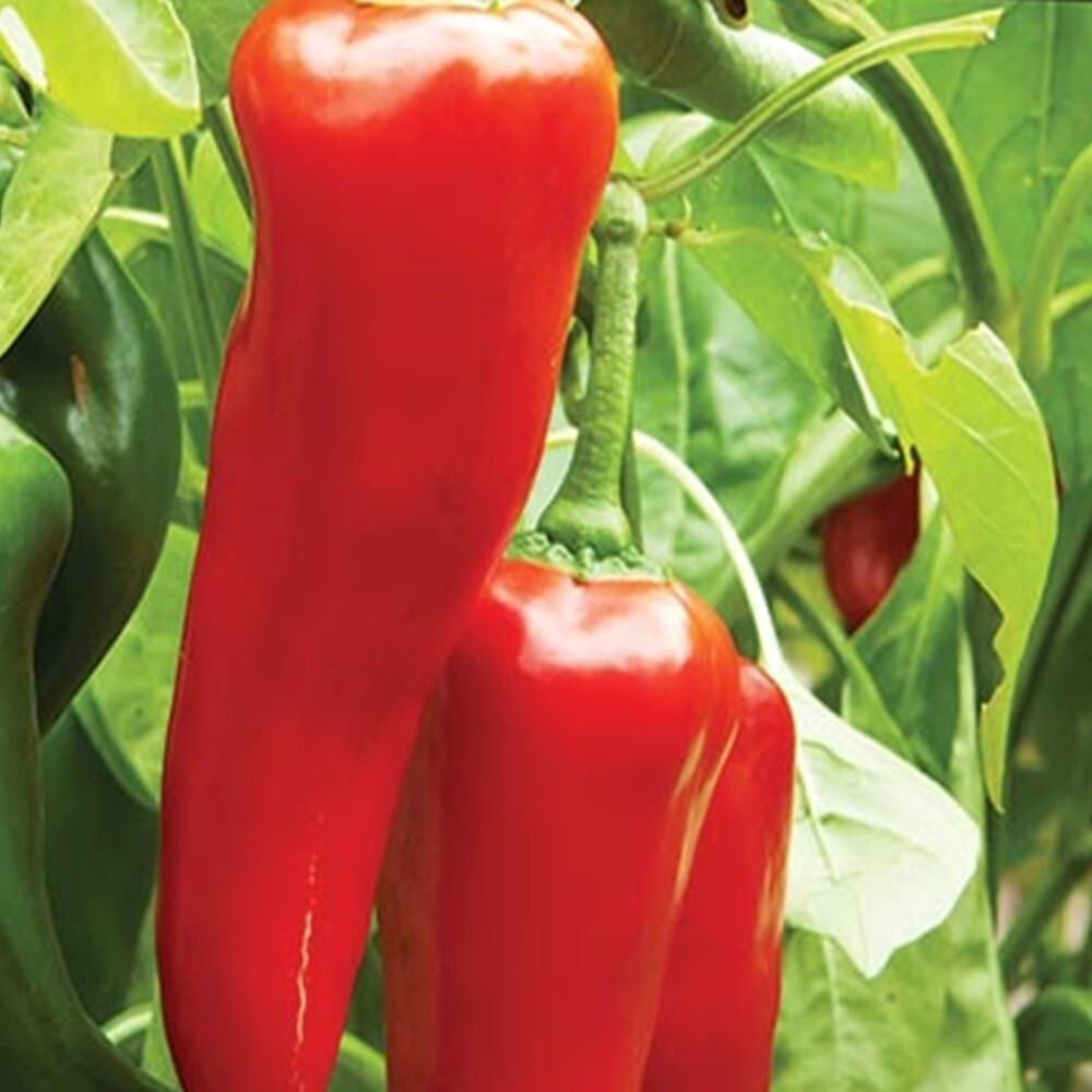 Big Jim Hot Pepper Seeds | NON-GMO | Heirloom | Fresh Garden Seeds